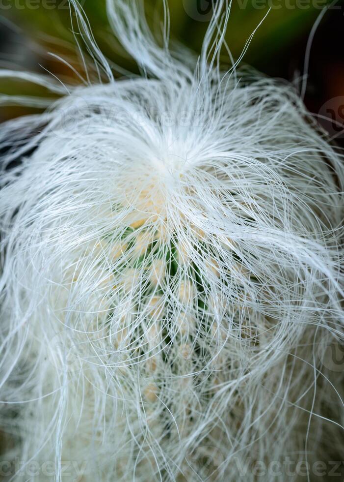 Oreocereus sp. - frost-resistant cactus with fluffy spines in the botanical collection photo