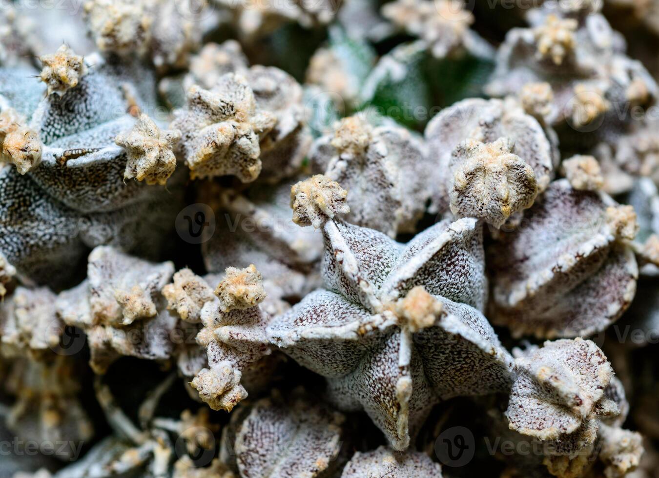 Cacti Astrophytum sp. - hybrid, cultivar of a cactus that forms many shoots in a botanical collection photo
