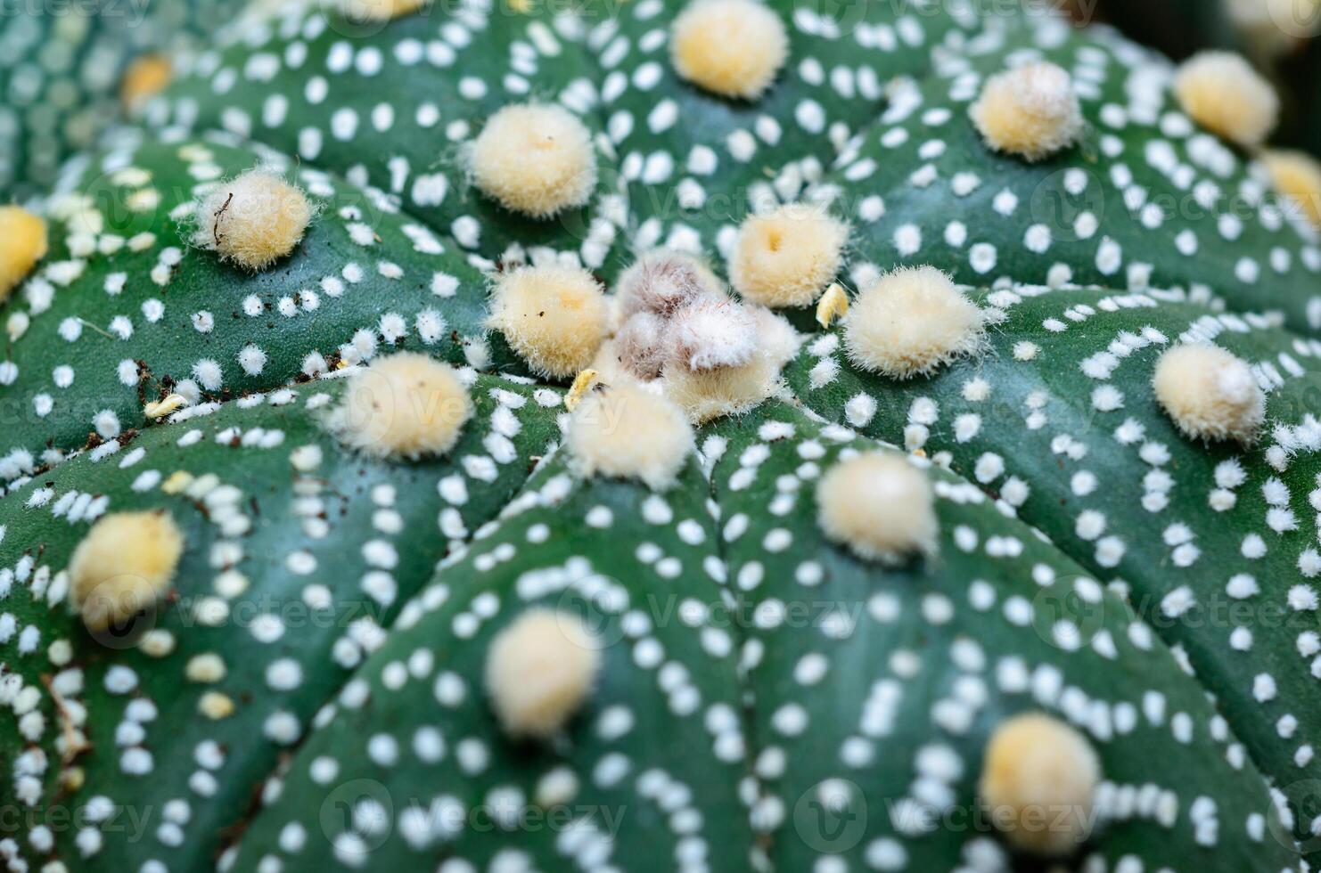 Cacti cultivar Astrophytum asterias, close-up of a hybrid plant from a botanical collection photo