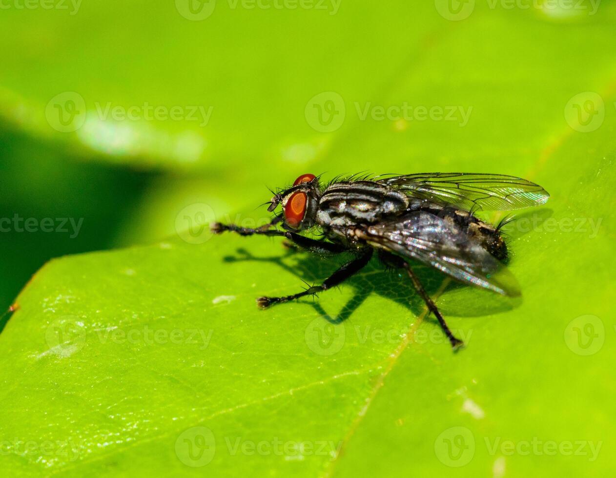 Sarcophaga carnaria - large gray meat fly on a green leaf photo