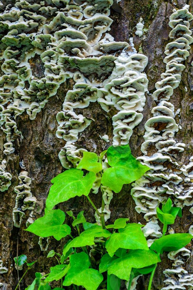 Oxyporus populinus - tree mushroom on a tree trunk near an ivy twig photo