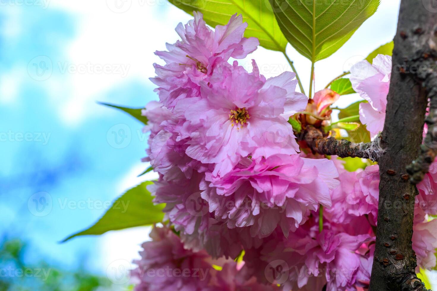 Pink flowers of the sakura -wild cherry- tree against the blue sky in the garden, Odessa photo