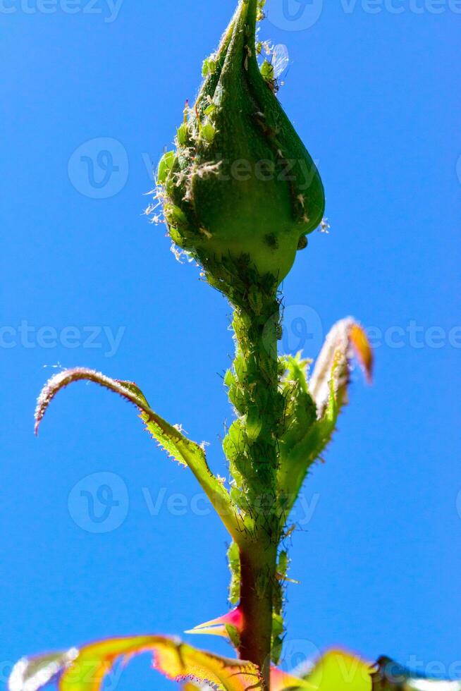 Green Aphid -Aphidoidea, Hemiptera- on a bud of a decorative rose photo