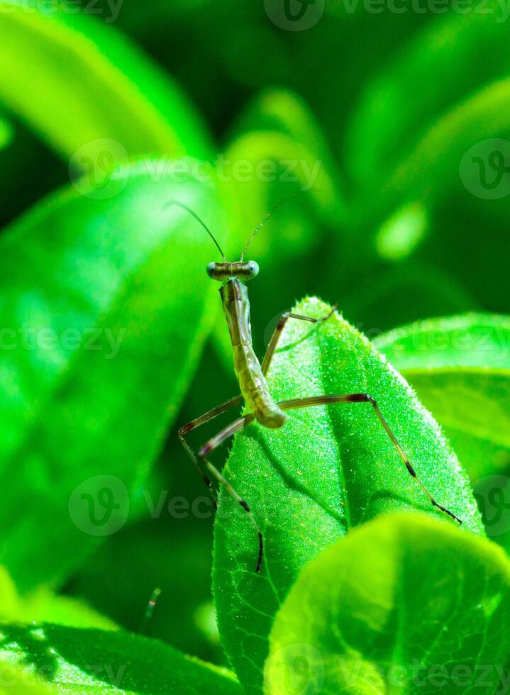 Young little mantis Hierodula transcaucasica - an invasive species photo
