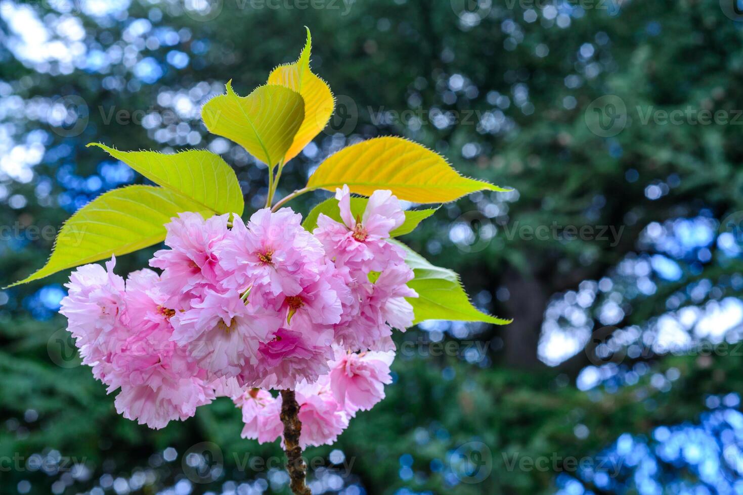 Pink flowers of the sakura -wild cherry- tree against in the garden, Odessa photo