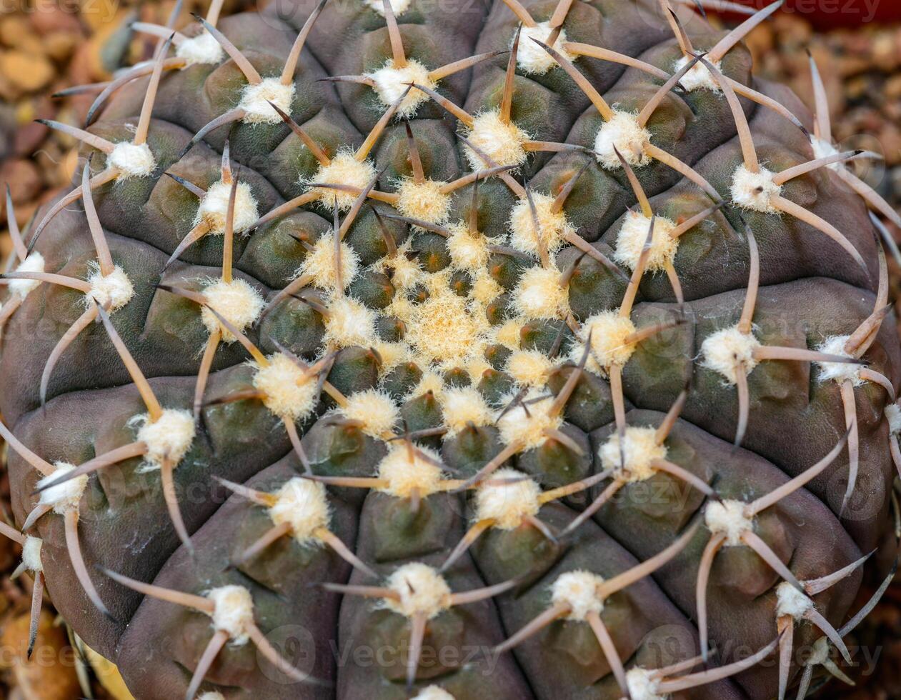 Gymnocalycium sp. - cactus in a botanical collection, Ukraine photo