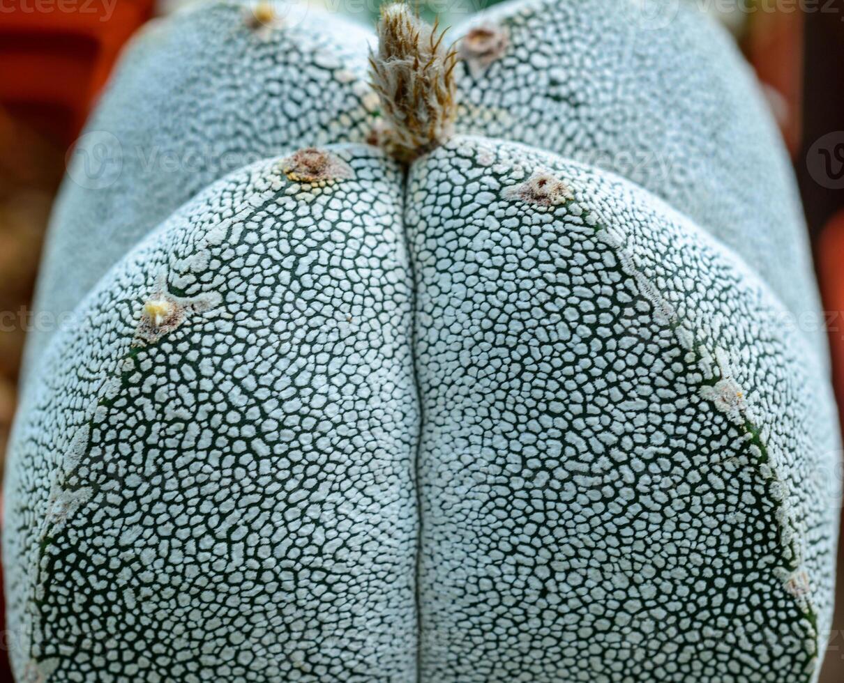Astrophytum myriostigma - close-up of a plant with white fluffy dots on its body in a collection of succulent plants photo