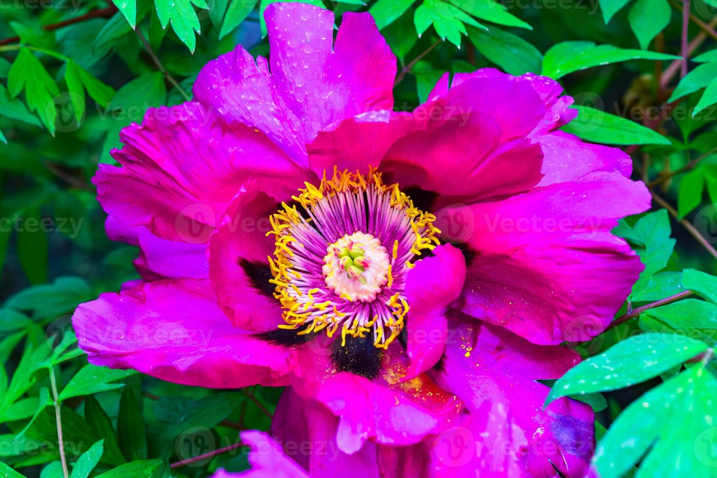 Red flower of garden tree peony, honey plant in the garden photo