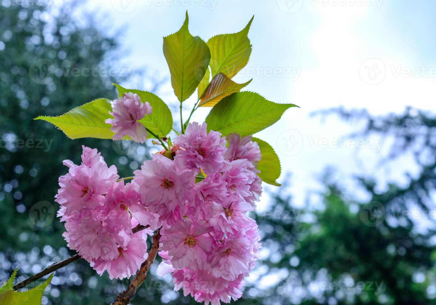 Pink flowers of the sakura -wild cherry- tree against the blue sky in the garden, Odessa photo
