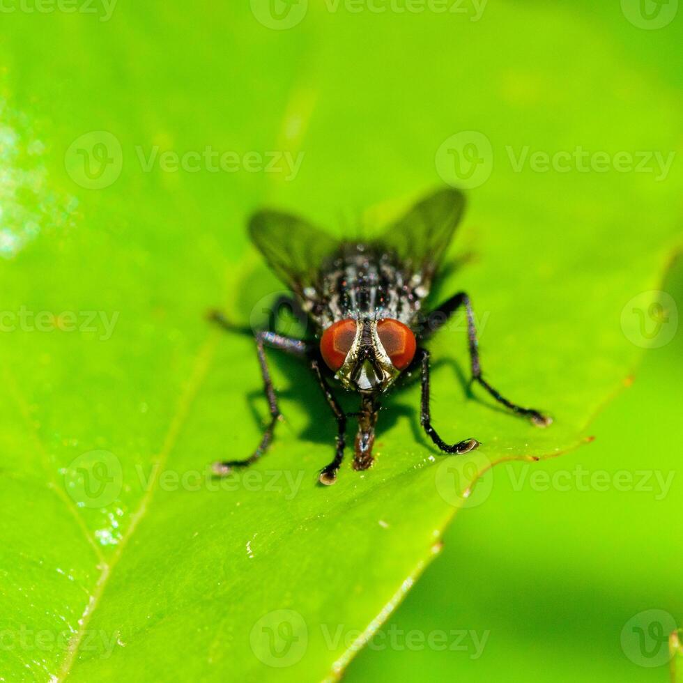 Sarcophaga carnaria - large gray meat fly on a green leaf photo