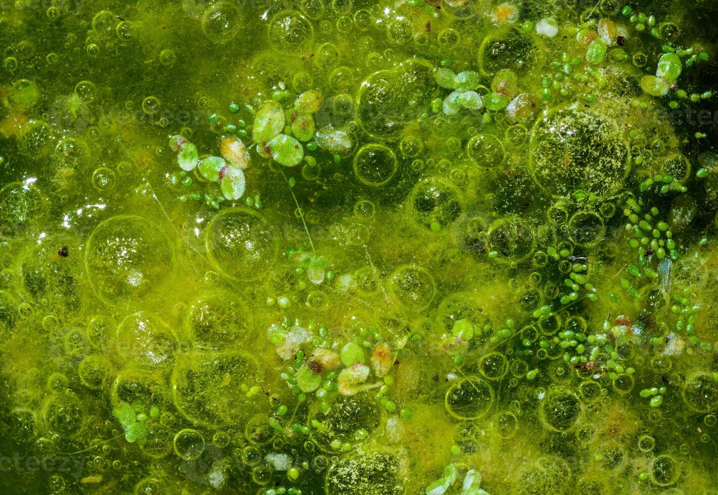 Freshwater algae Spirogyra release oxygen into the air, oxygen synthesis in water bodies photo
