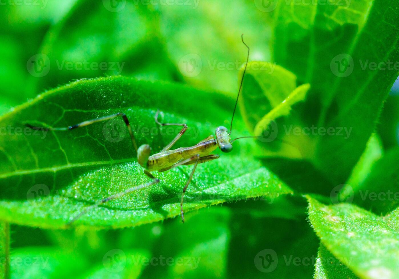 Young little mantis Hierodula transcaucasica - an invasive species photo