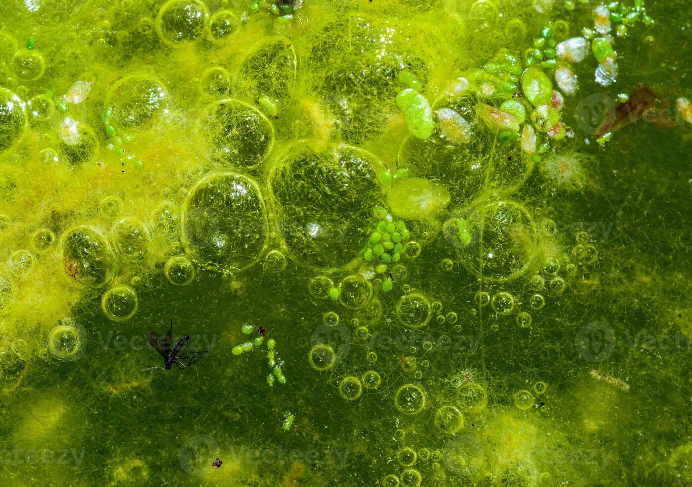 Freshwater algae Spirogyra release oxygen into the air, oxygen synthesis in water bodies photo