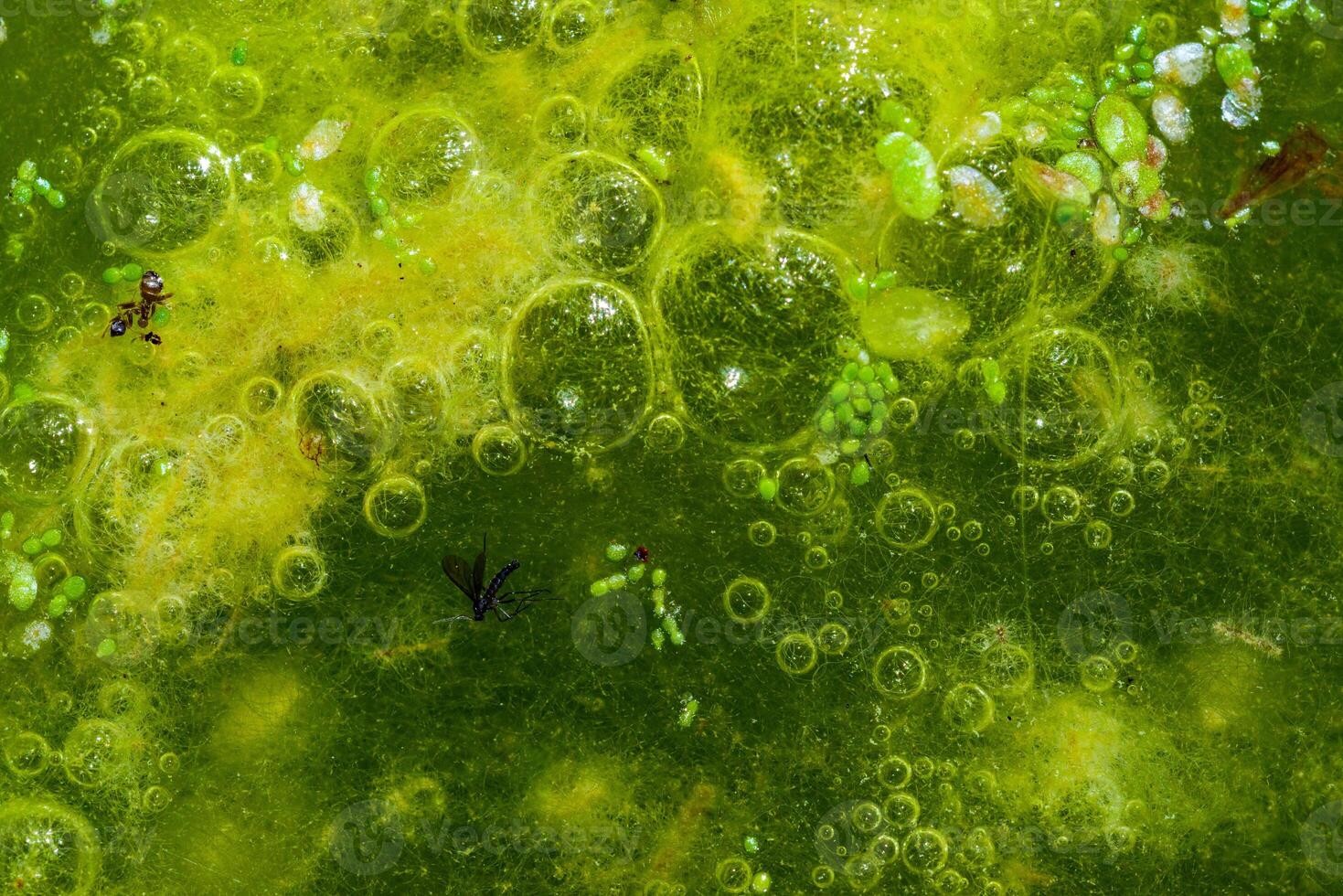 Freshwater algae Spirogyra release oxygen into the air, oxygen synthesis in water bodies photo