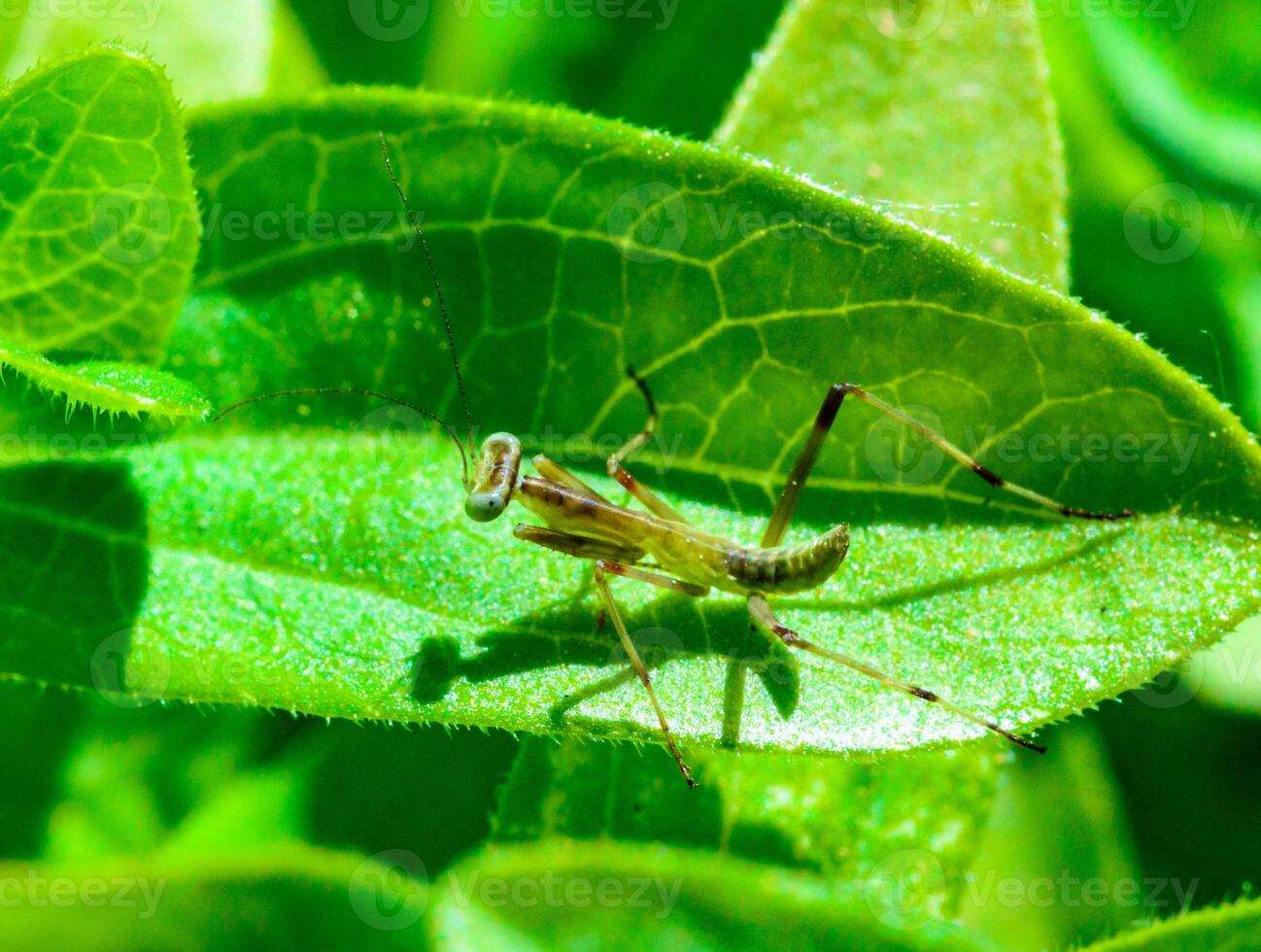 Young little mantis Hierodula transcaucasica - an invasive species photo