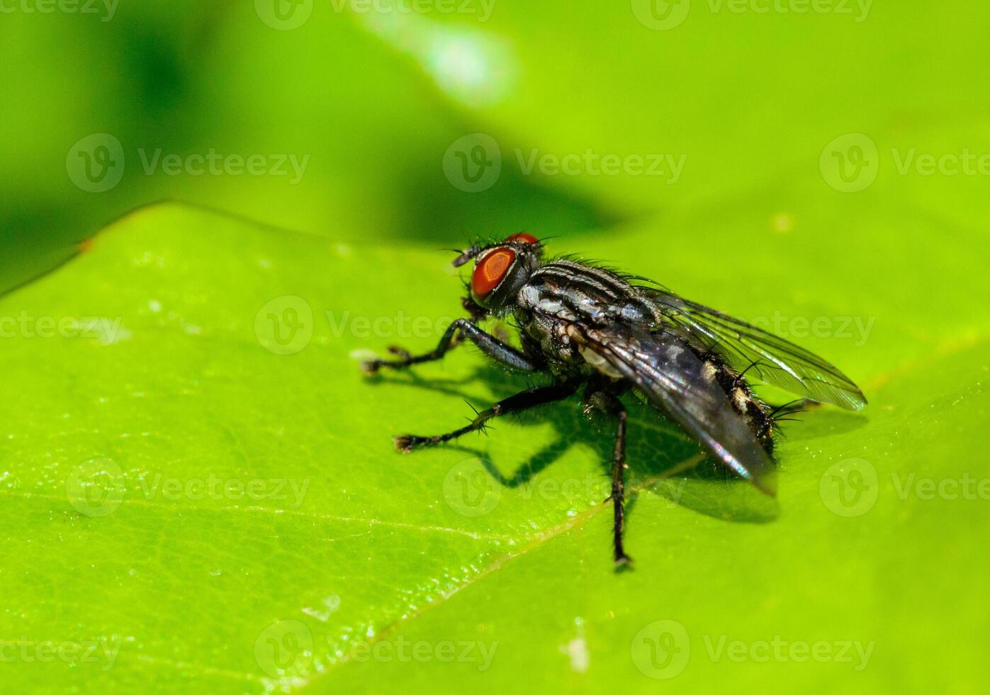 Sarcophaga carnaria - large gray meat fly on a green leaf photo