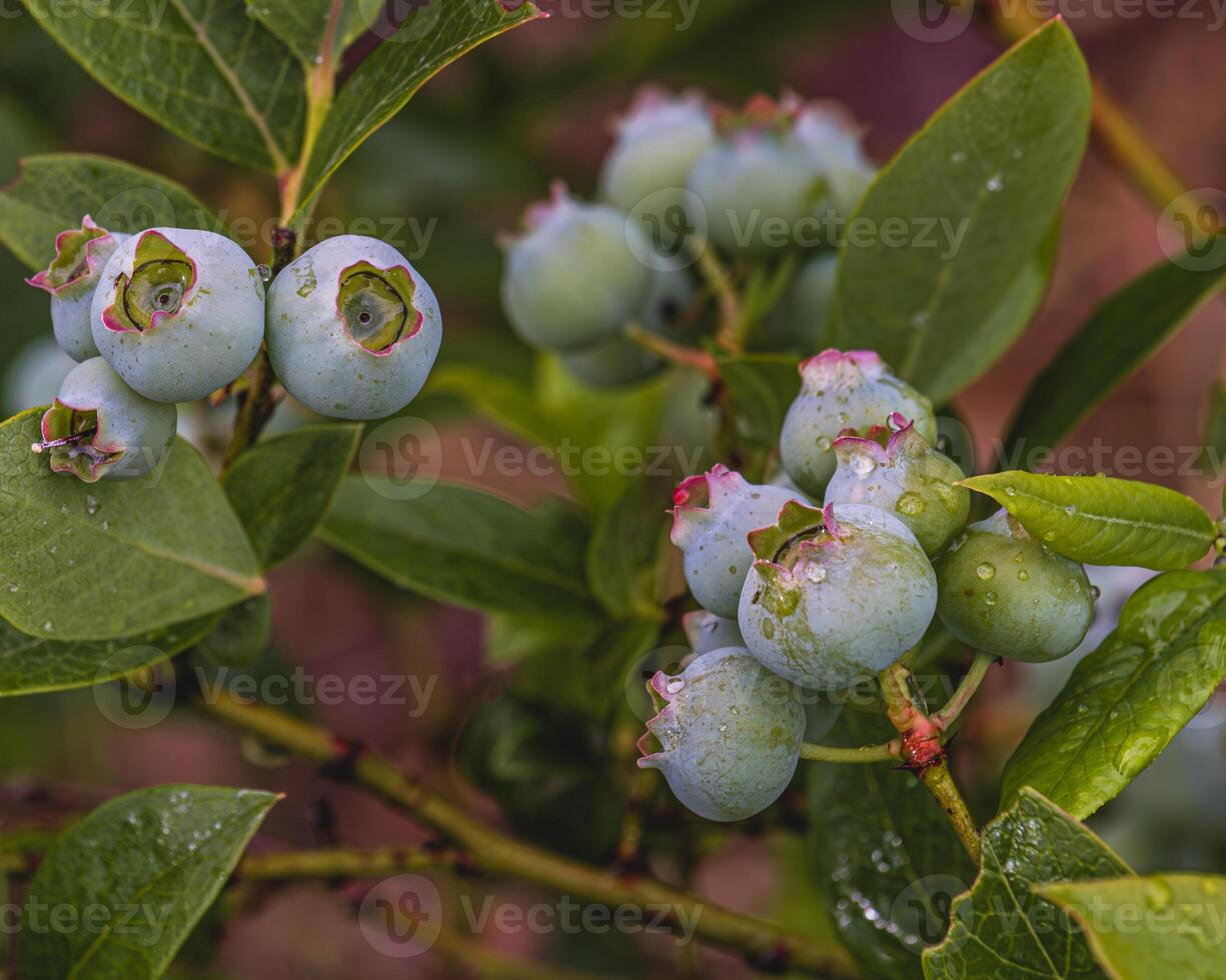 Green unripe blueberry ripens on the branches of a shrub photo