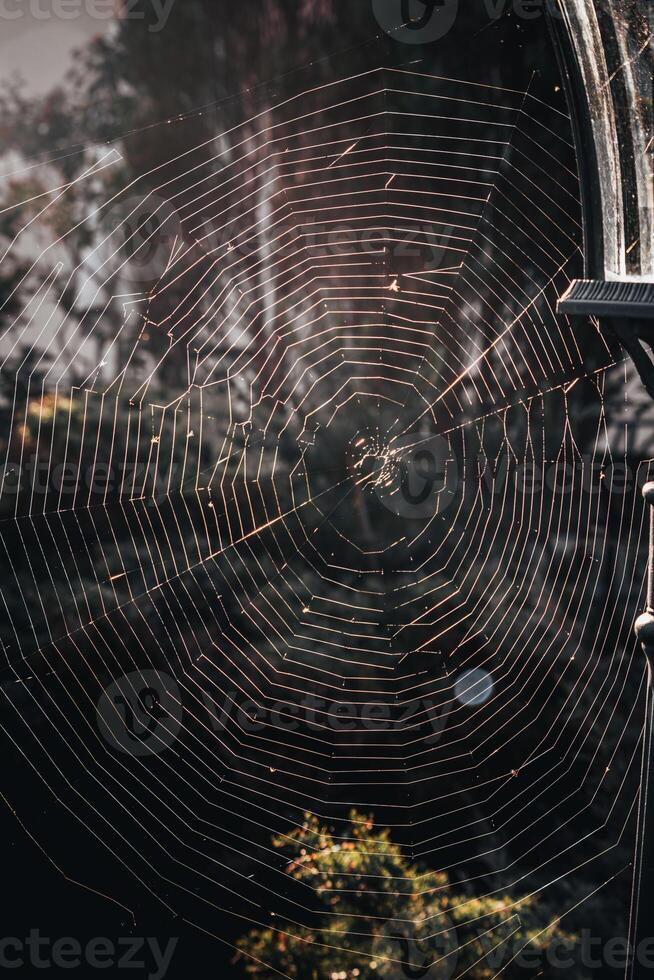 A large, almost perfect web is woven on a pole by a spider at dawn photo