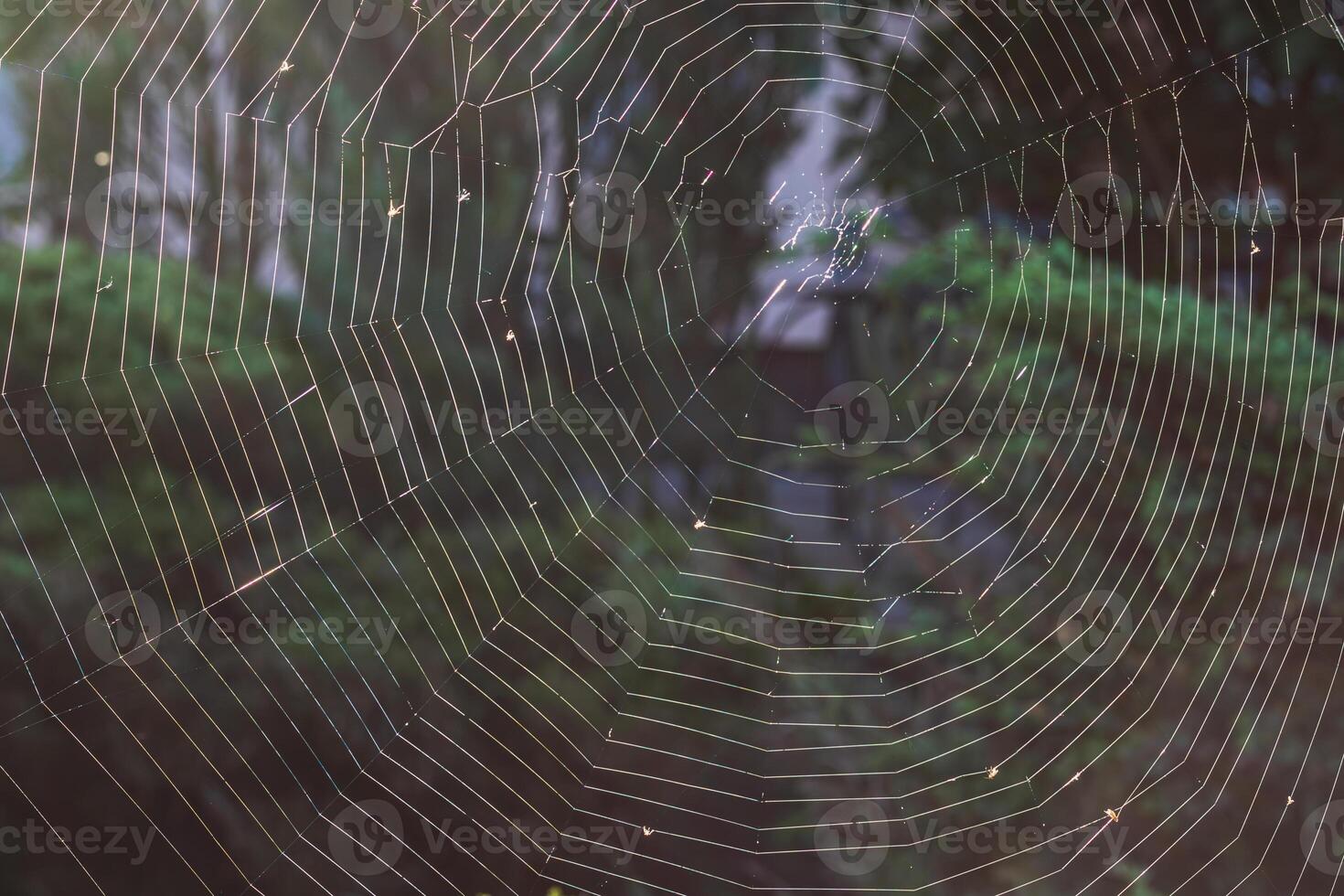 A large, almost perfect quality web is woven on a pole by a spider photo