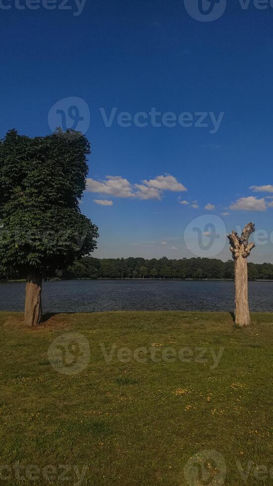 A lush green field with two trees, one with leaves and the other a bare trunk, bordering a lake on a bright day photo