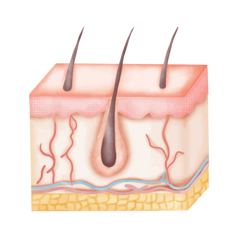 Watercolor Illustration of Human Skin Anatomy with Hair Follicles png
