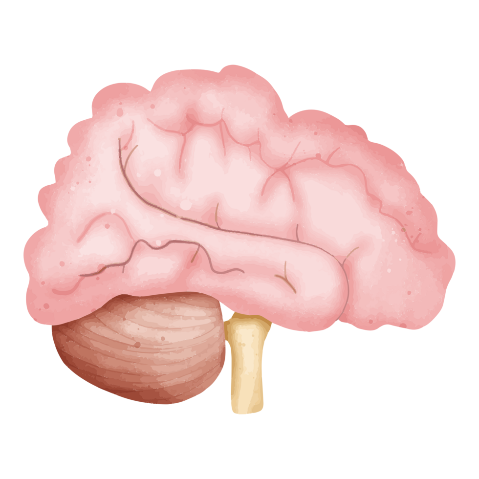 Watercolor Comprehensive Brain Anatomy Illustration with Cerebellum and Brainstem png