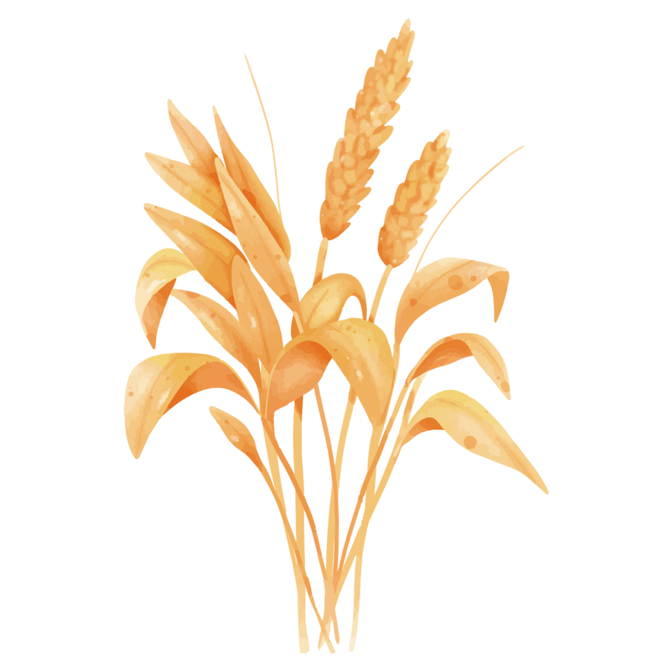 Watercolor Illustration of a Wheat Plant Bunch for Agricultural and Natural Designs png