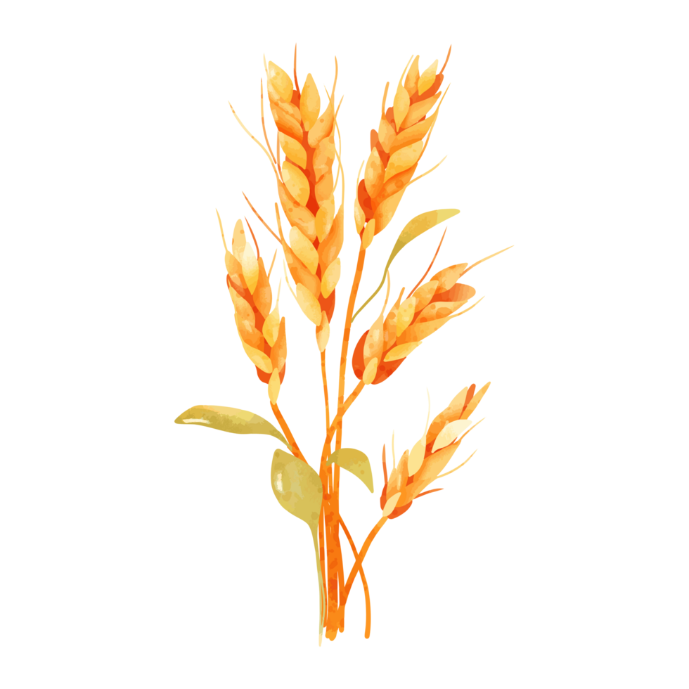 Autumn Wheat Watercolor Illustration Beautifully Capturing the Harvest Season png