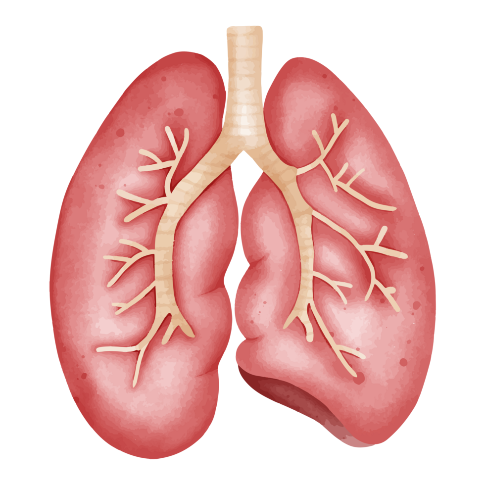 Watercolor Detailed Lungs Anatomy Illustration for Medical Education png