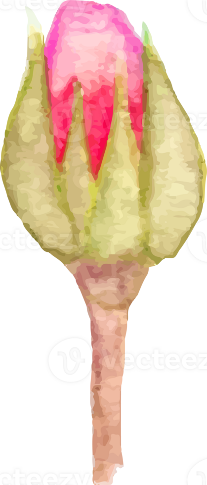 Red miniature rosebud illustration on transparent background. png