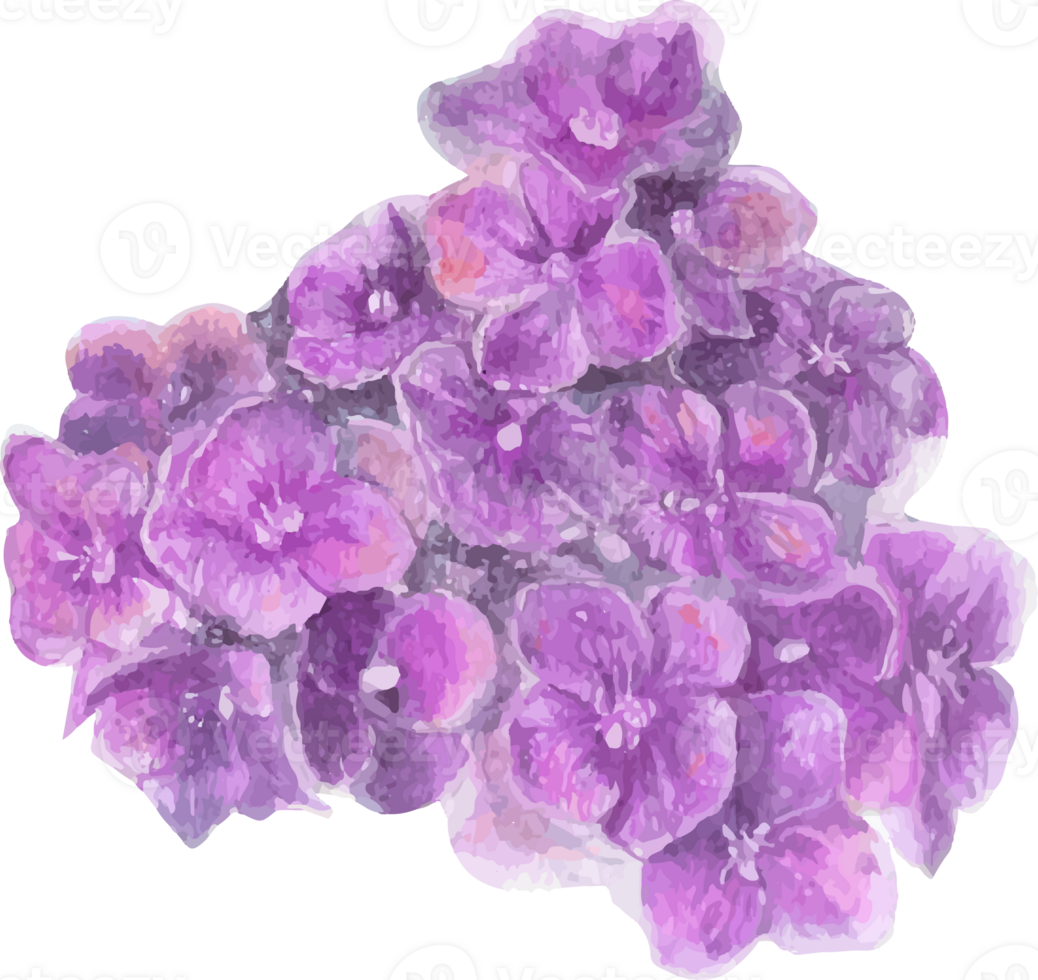 Watercolor purple hydrangea flower illustration on transparent background. png