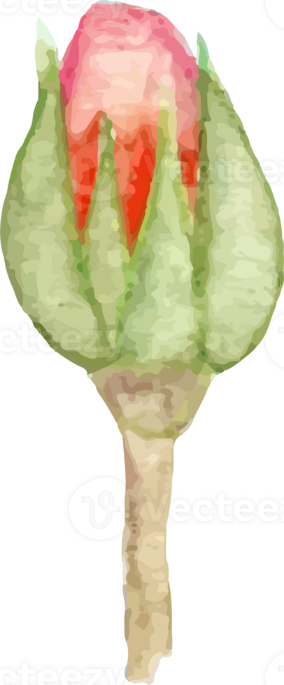 Red miniature rosebud illustration on transparent background. png