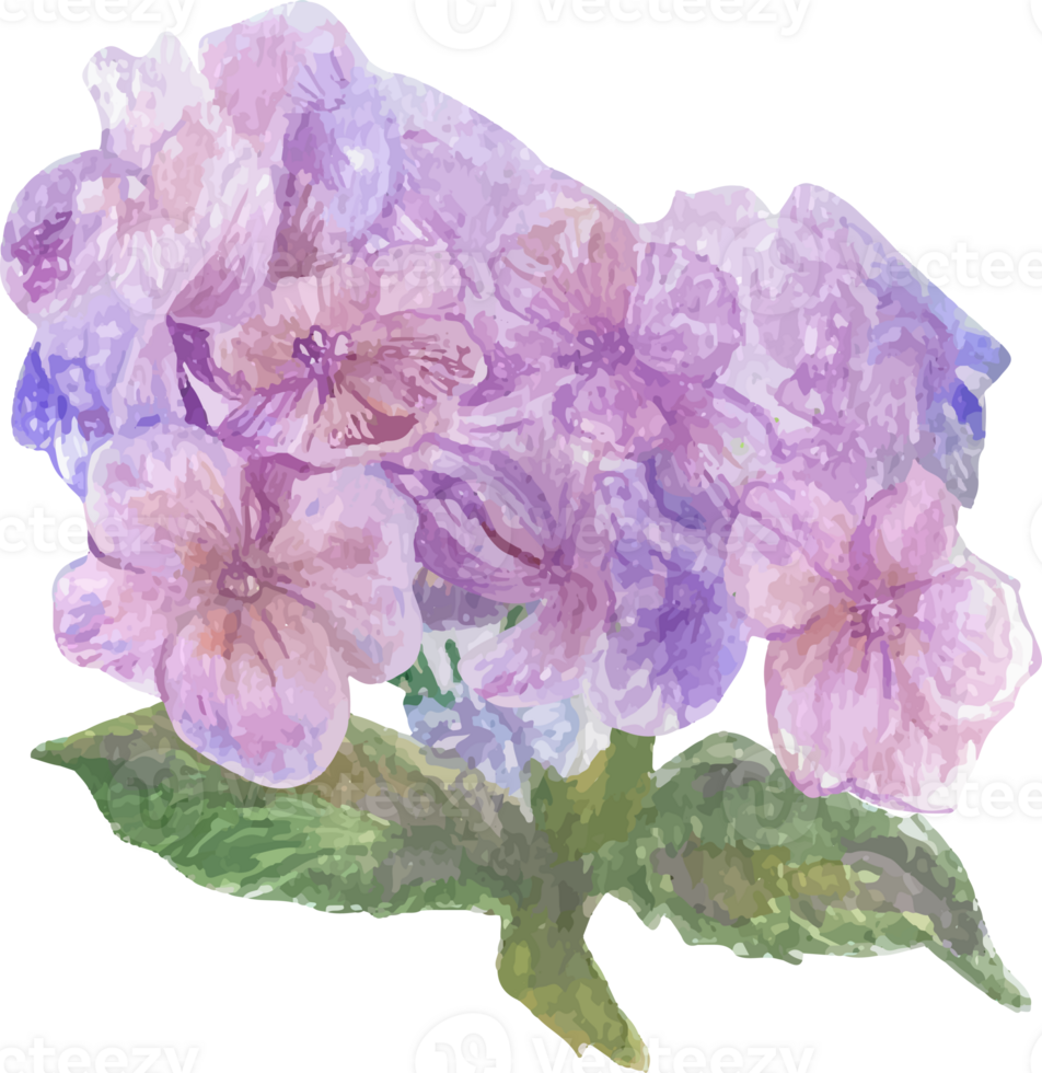 Watercolor pink hydrangea flower illustration on transparent background. png