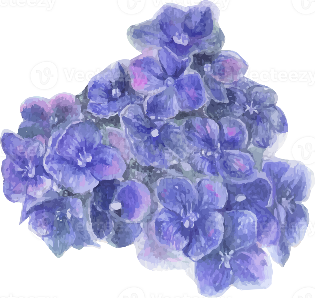 Watercolor purple hydrangea flower illustration on transparent background. png