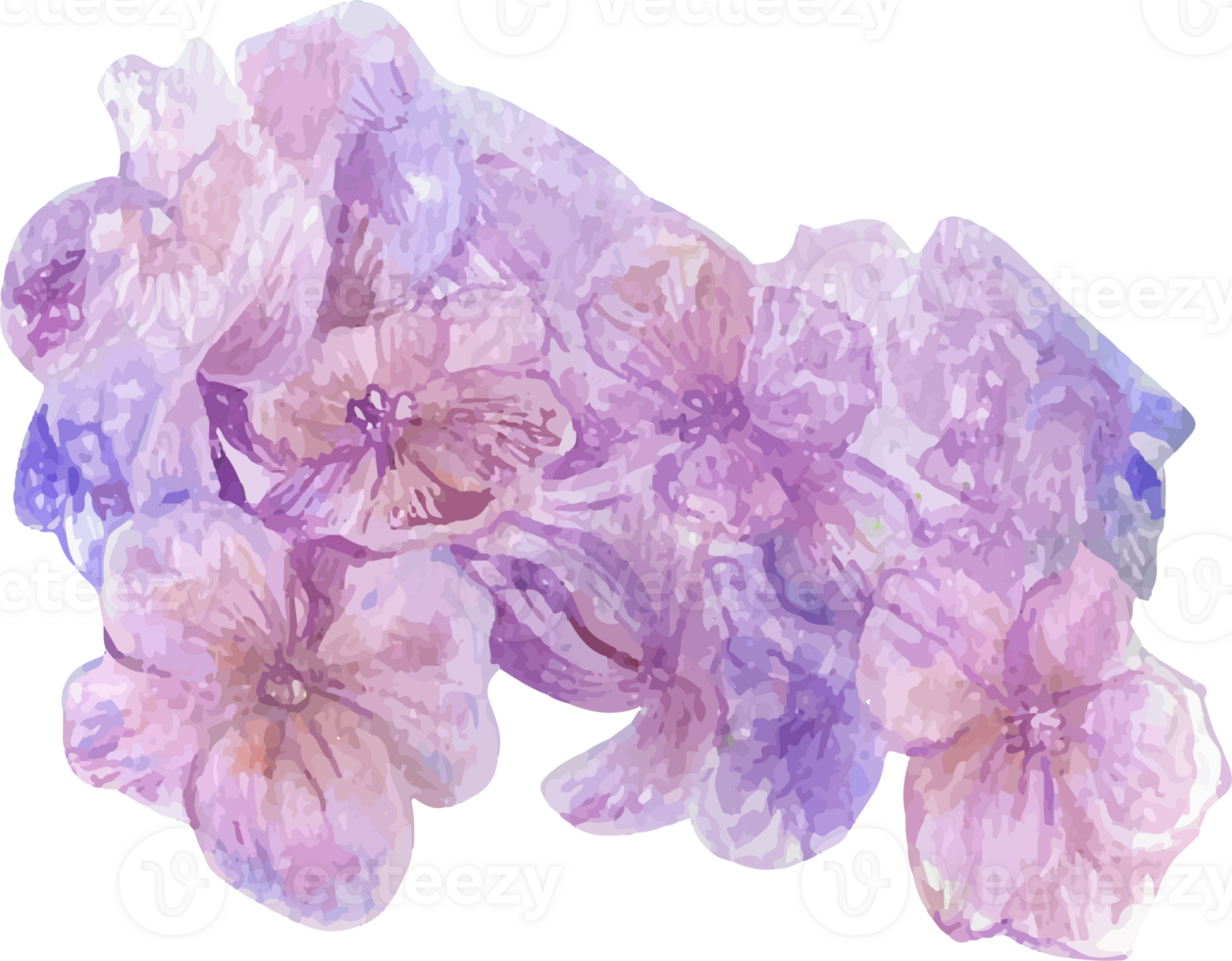 Watercolor pink hydrangea flower illustration on transparent background. png