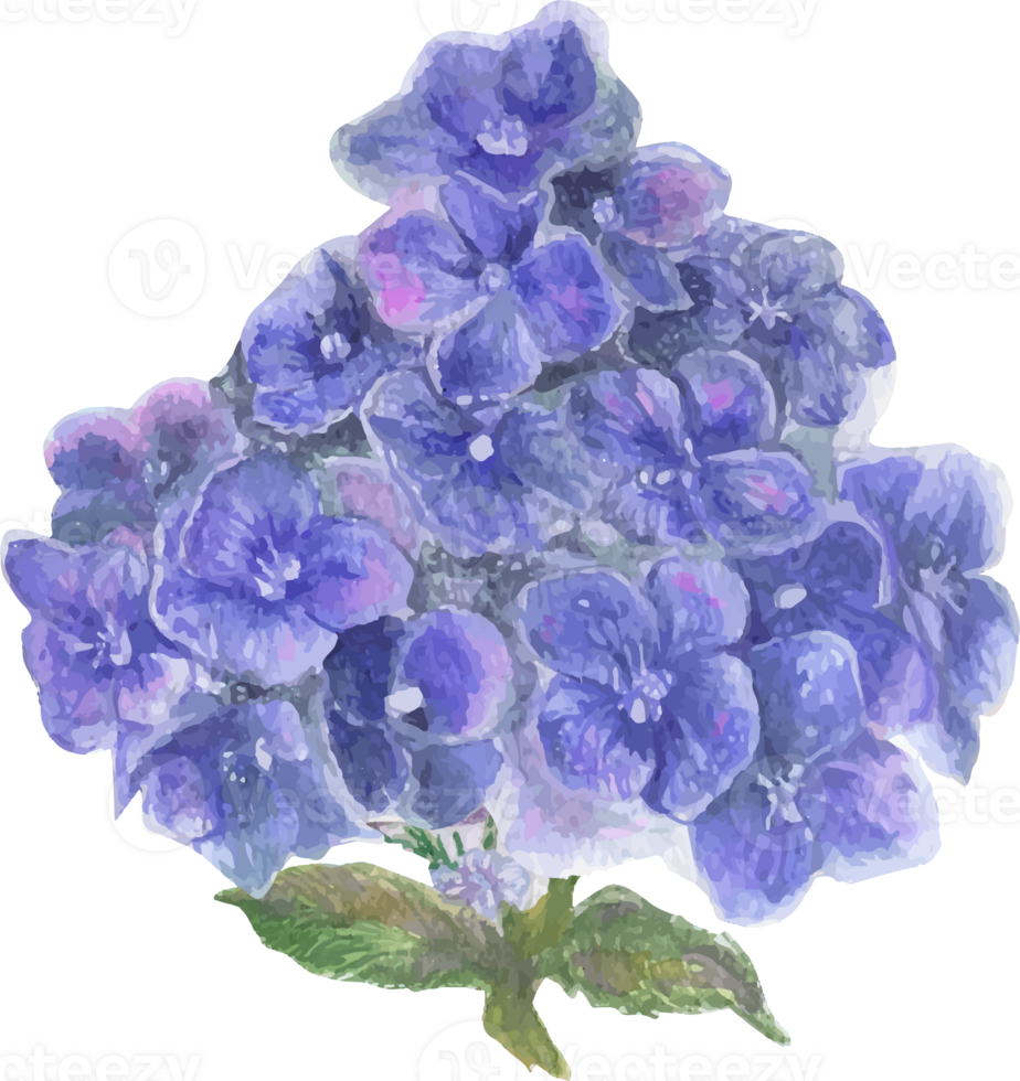 Watercolor purple hydrangea flower illustration on transparent background. png