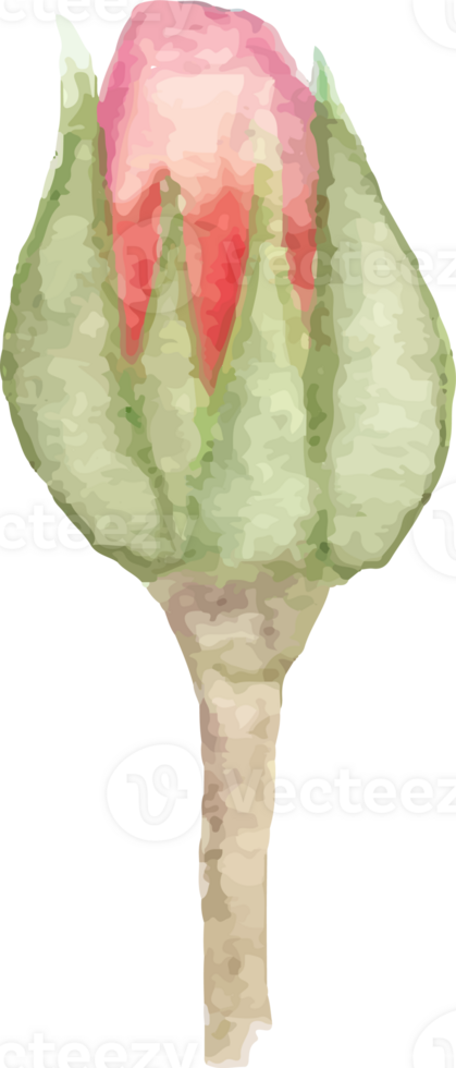 Red miniature rosebud illustration on transparent background. png