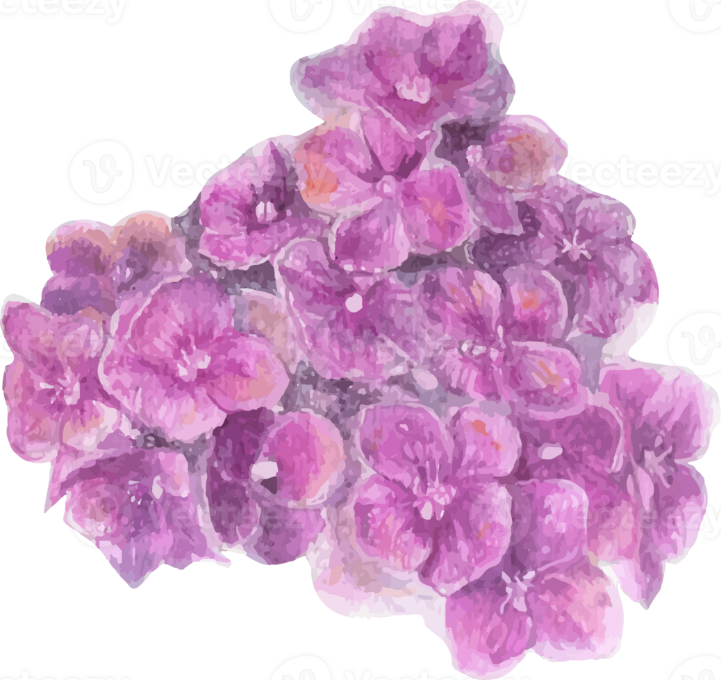 Watercolor purple hydrangea flower illustration on transparent background. png