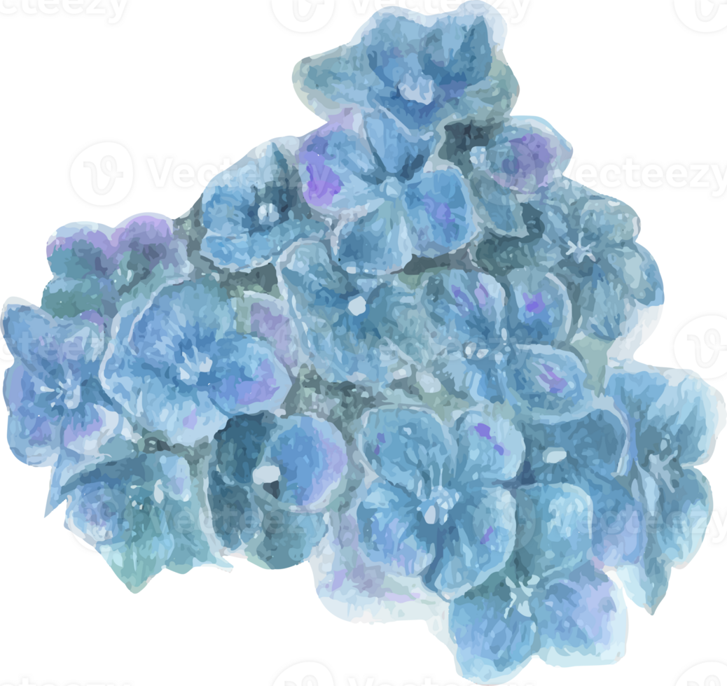 Watercolor blue hydrangea flower illustration on transparent background. png