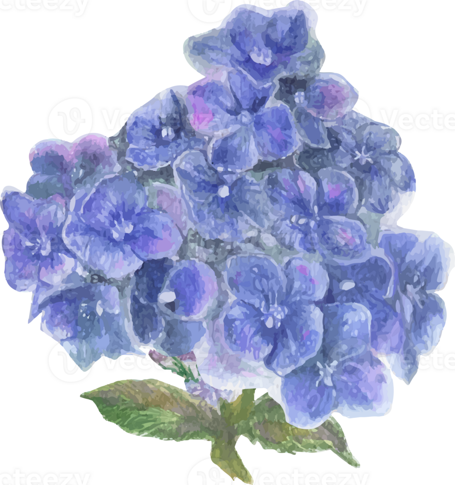 Watercolor blue hydrangea flower illustration on transparent background. png