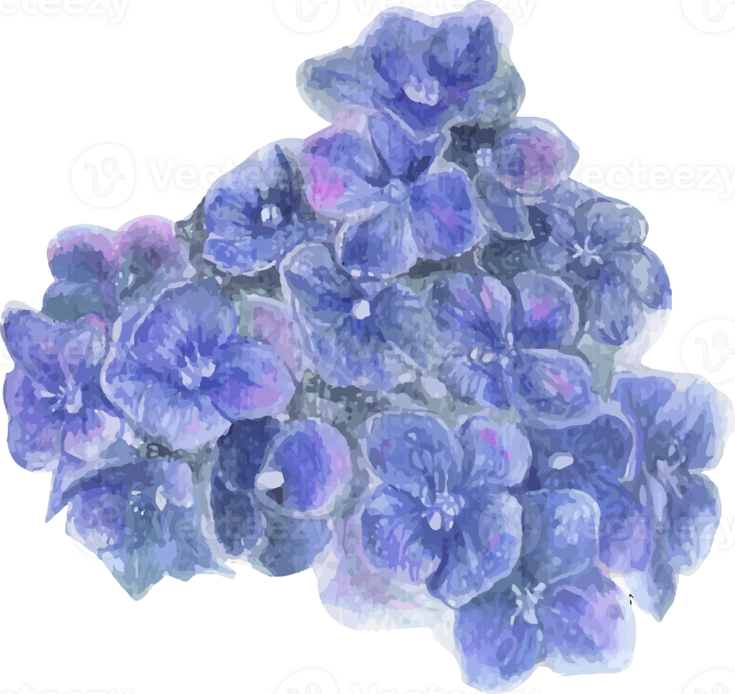Watercolor blue hydrangea flower illustration on transparent background. png