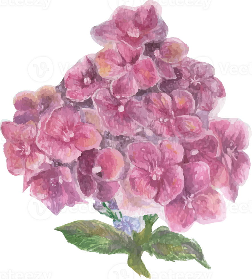 Watercolor pink hydrangea flower illustration on transparent background. png