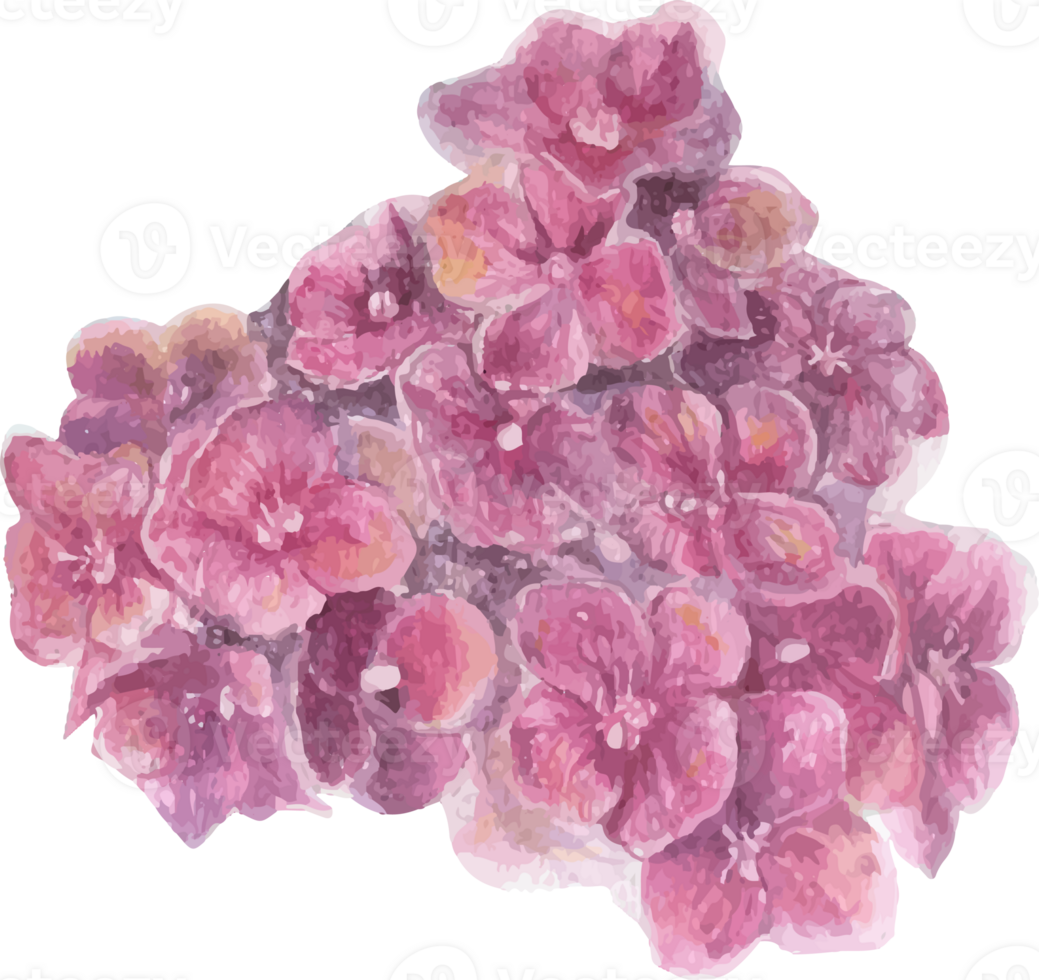 Watercolor pink hydrangea flower illustration on transparent background. png