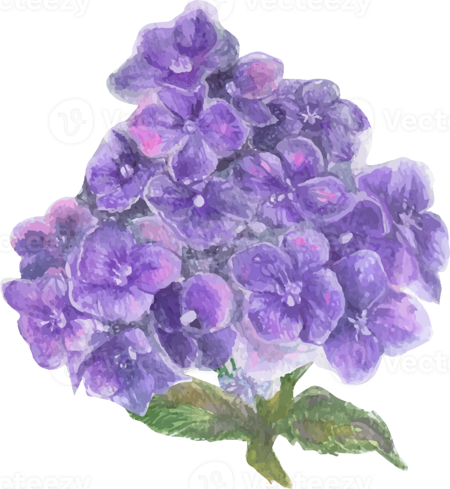 Watercolor purple hydrangea flower illustration on transparent background. png