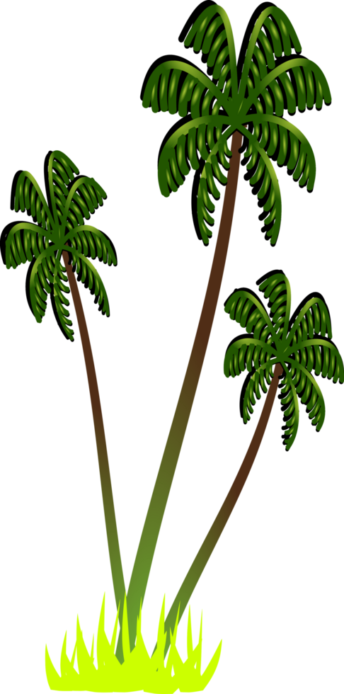 coconut tree transparent background. palm tree clipart png