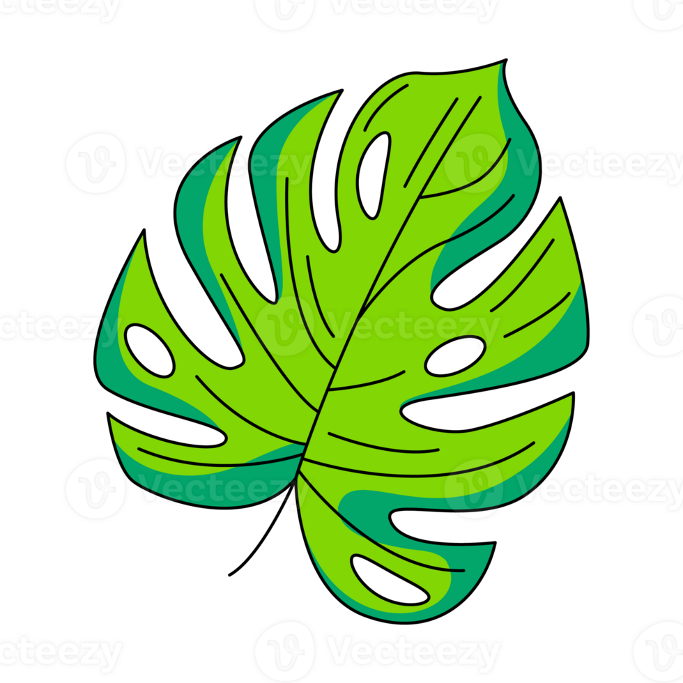 Tropical monstera leaf, jungle plant, colorful icon. Summer flat outline image, color illustration. Holiday and vacation, summertime. For logo, sticker, coloring book png