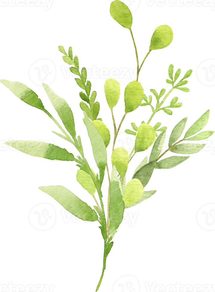 Elegant Watercolor Branch of Green Leaves Sophisticated Botanical Illustration png