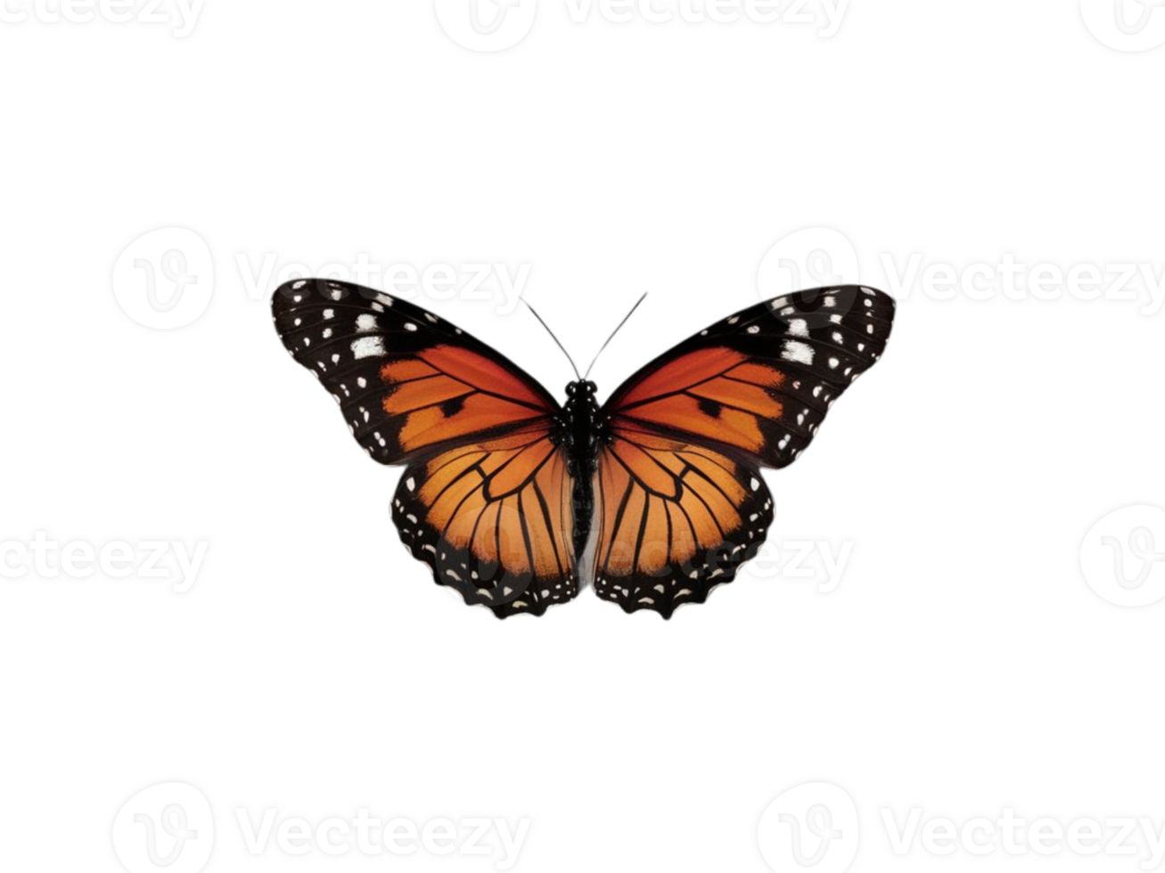 A butterfly isolated transparent background png