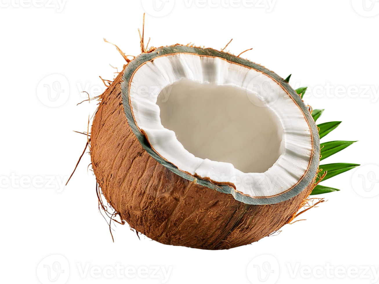 coconut on Isolated Transparent Background png