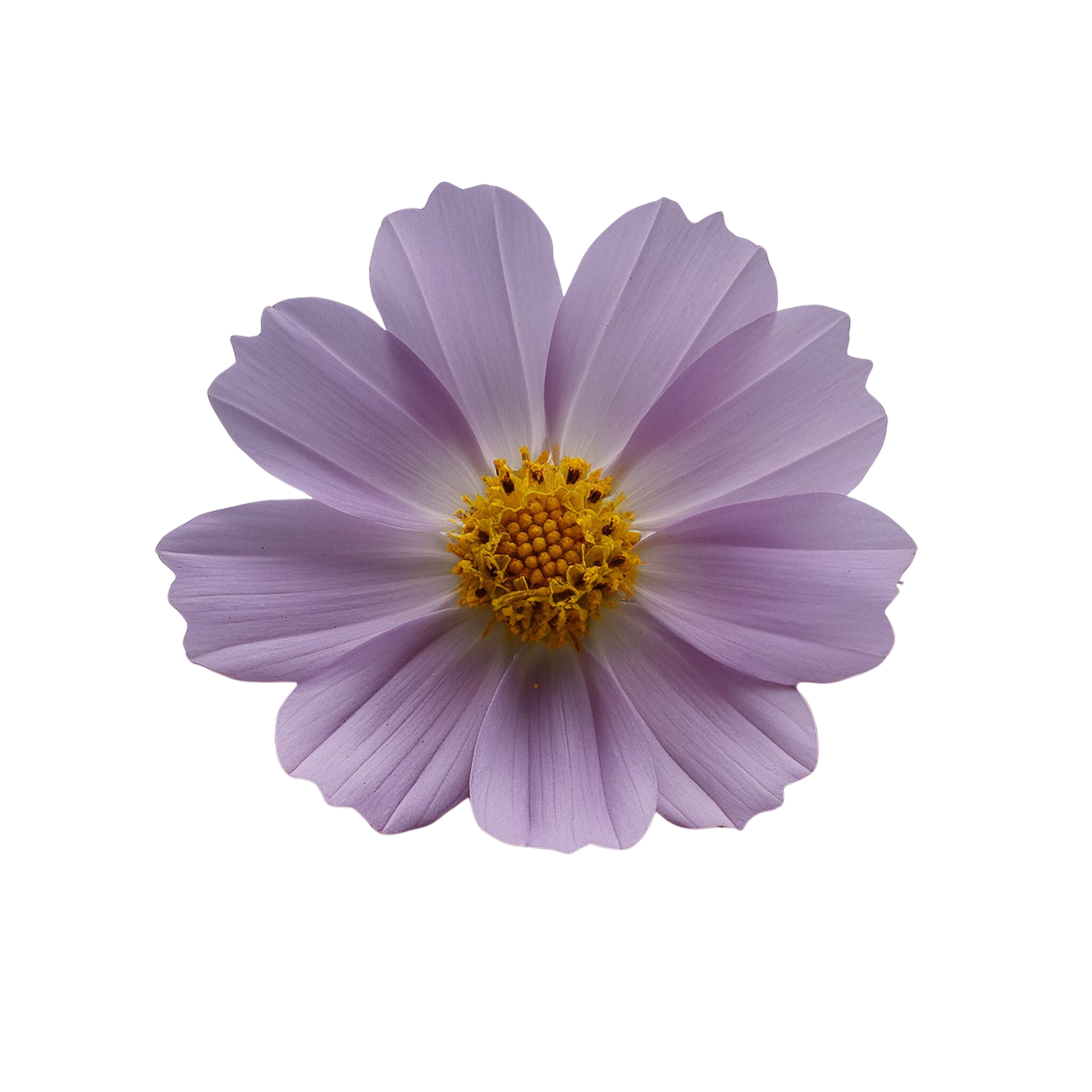 cosmos flower on transparent background 48028420 PNG